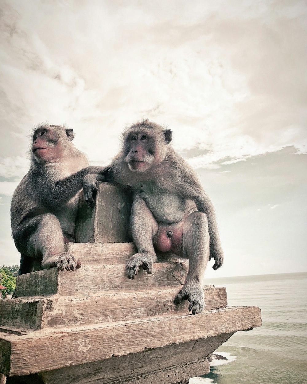 two gray monkeys sitting on brown concrete rack