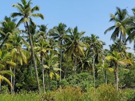 palm trees during day