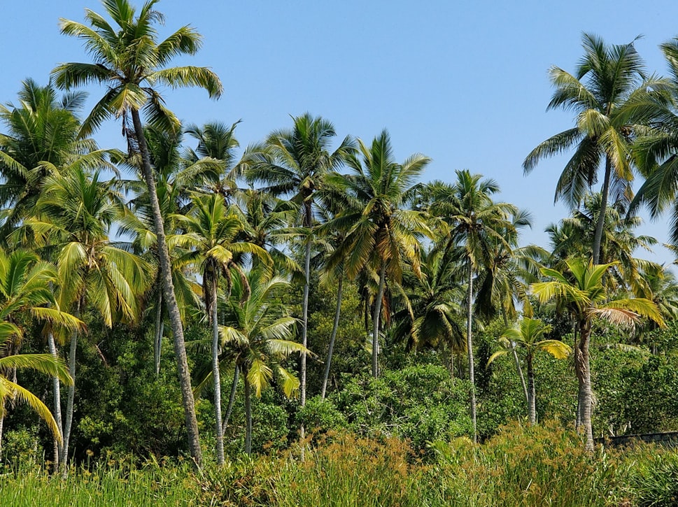 Coconut trees found at attractions in Poovar