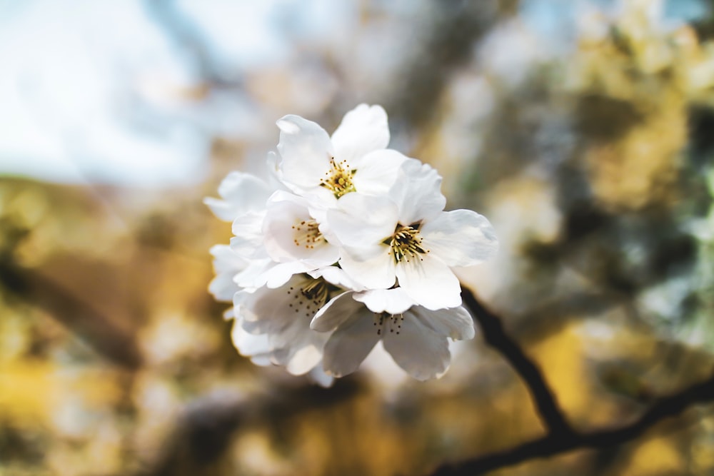 white dogwood blossoms