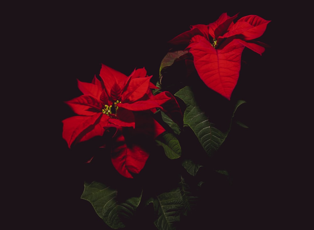 red Poinsettia flowers