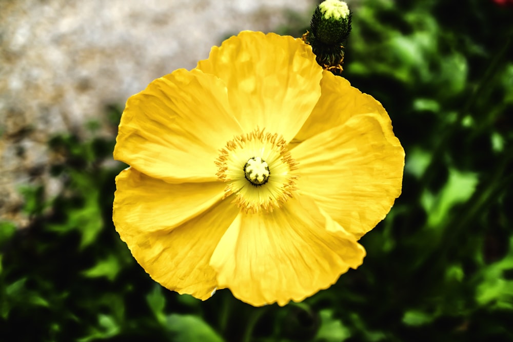 yellow-petaled flower