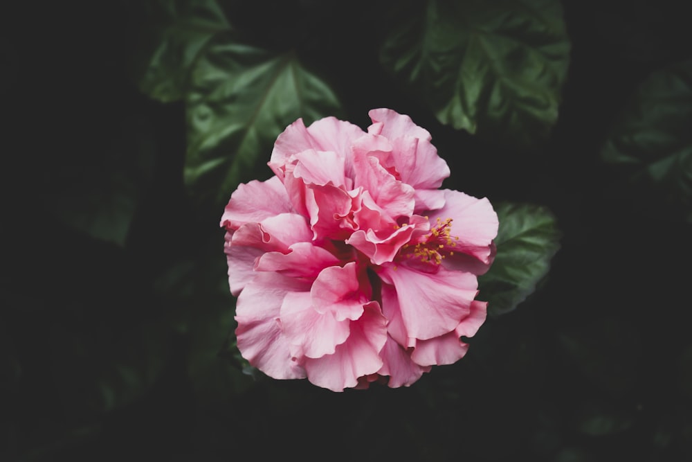 selective focus photography of pink petaled flower