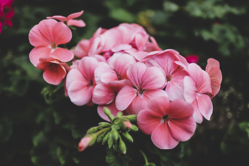 pink petaled flowers