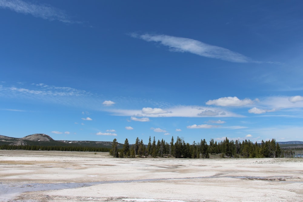 green-leafed pine trees during daytime