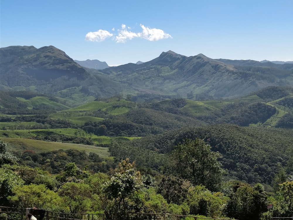 green forest across mountain photo