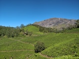 A lush, green tea plantation with well-manicured rows stretches across a hilly landscape under a clear blue sky. In the background, a rugged mountain stands tall, bordered by a line of trees at its base.