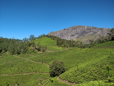 A lush, green tea plantation with well-manicured rows stretches across a hilly landscape under a clear blue sky. In the background, a rugged mountain stands tall, bordered by a line of trees at its base.