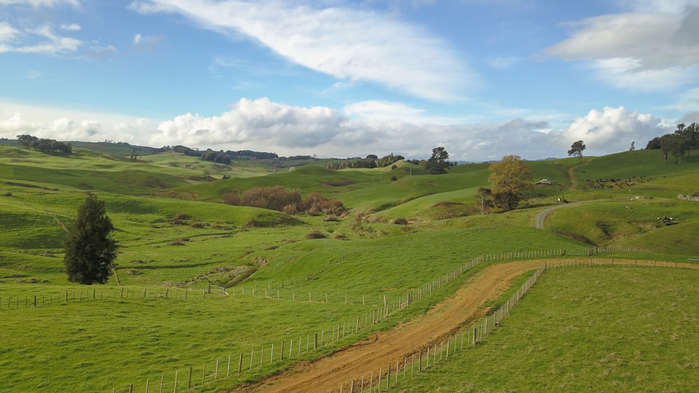 green grass field during daytime