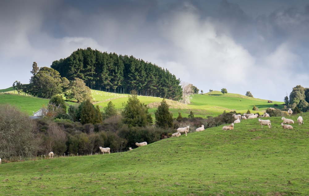 green trees on hill