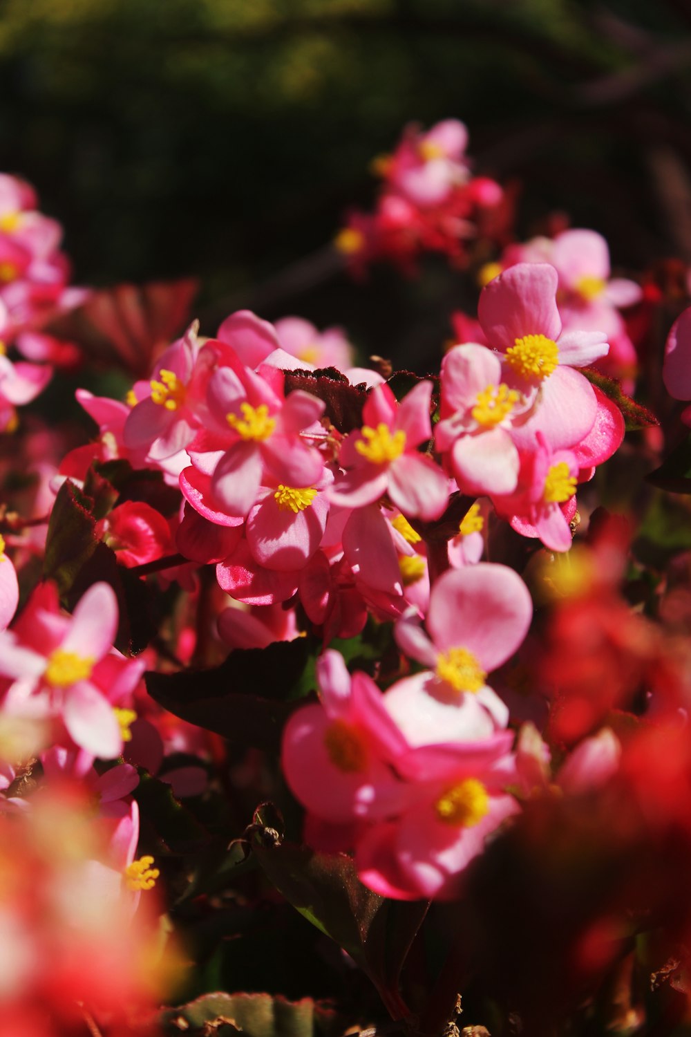 pink petaled flower