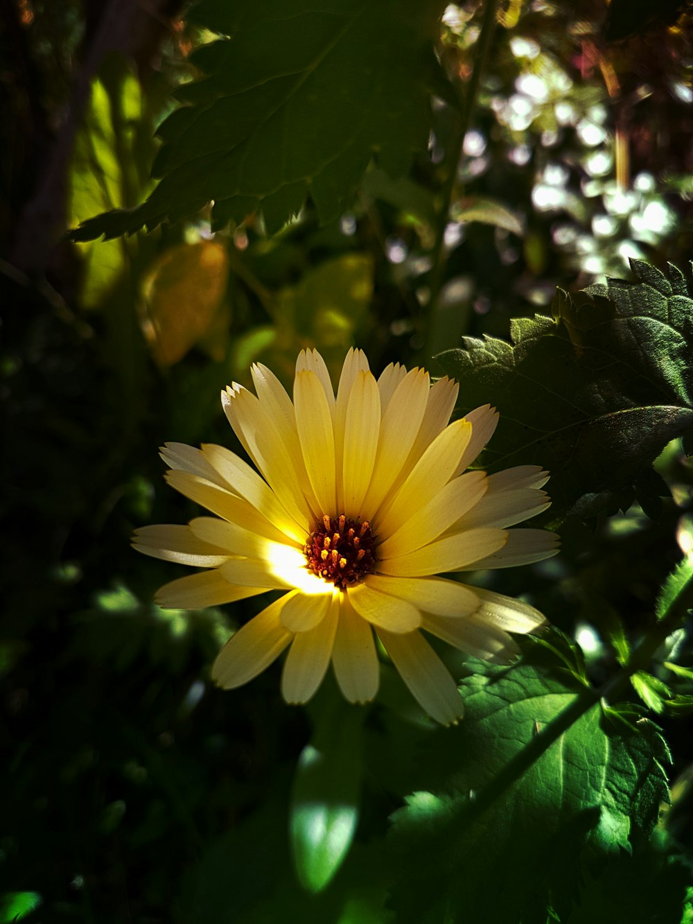 fleur à pétales jaunes