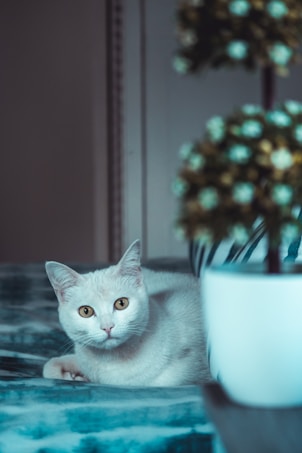 A light-colored cat with attentive eyes lies on a soft, textured surface. In the foreground, a potted plant with blurred flowers partially obscures the view. The setting emits a calming ambiance with a focus on the resting feline.