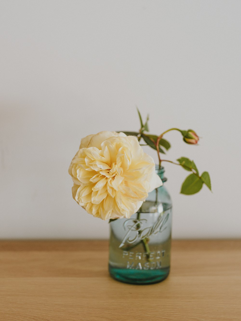 white rose flower