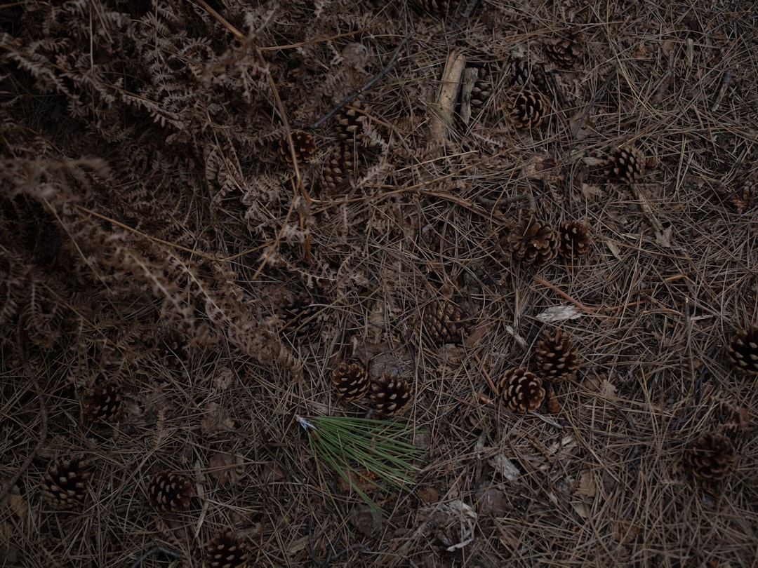 brown dried leaves and pine cones in ground