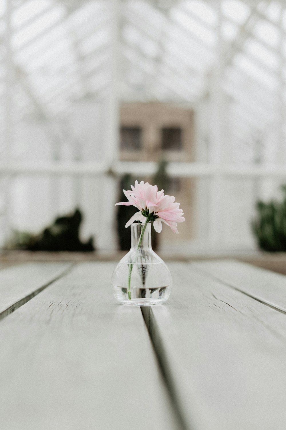 selective photography of clear glass flower vase with pink flower