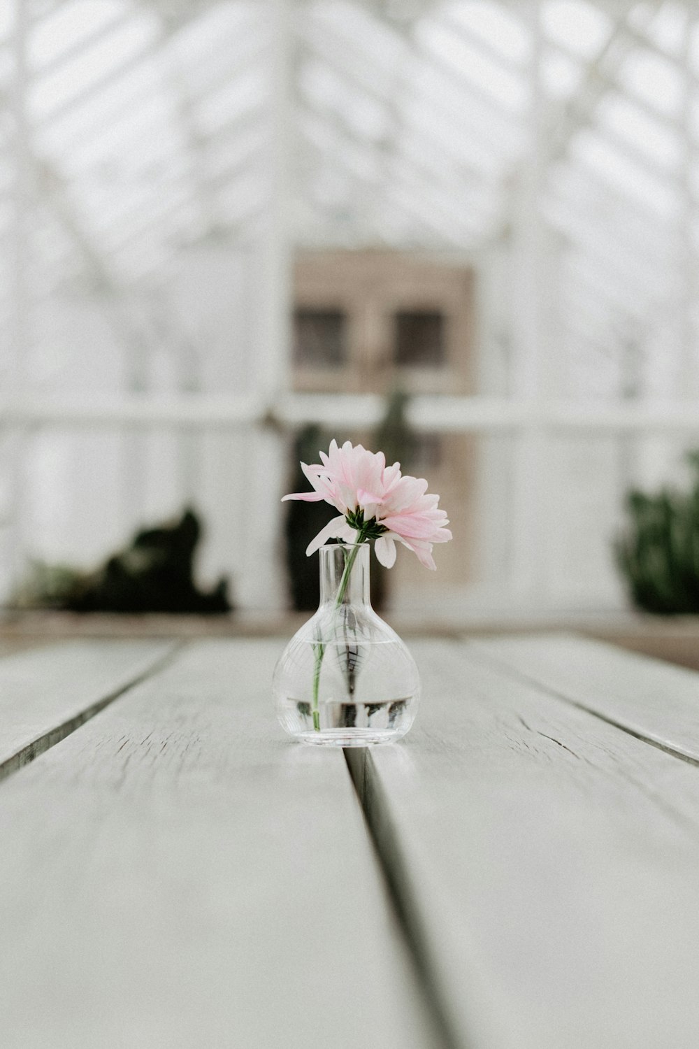 fotografia selettiva del vaso di fiori in vetro trasparente con il fiore rosa