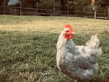white hen