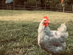 white hen