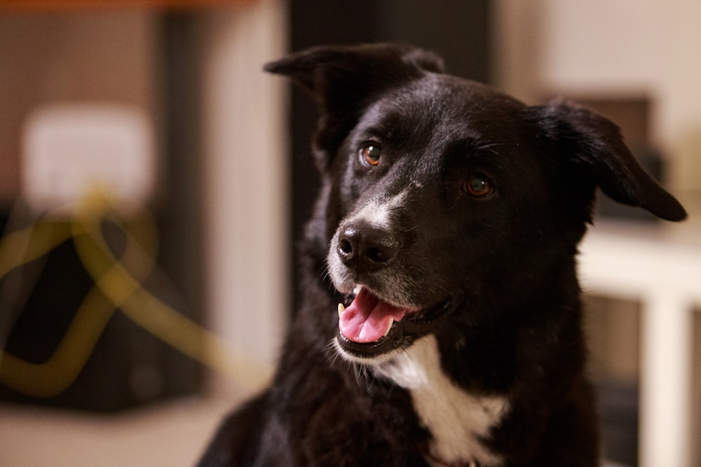 short-coated black dog