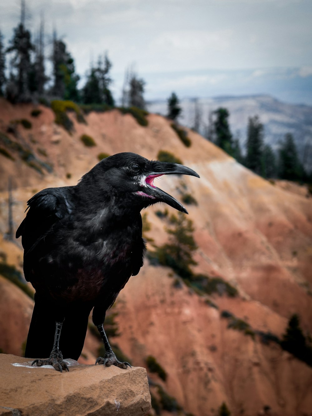 Cuervo negro en formación rocosa durante el día