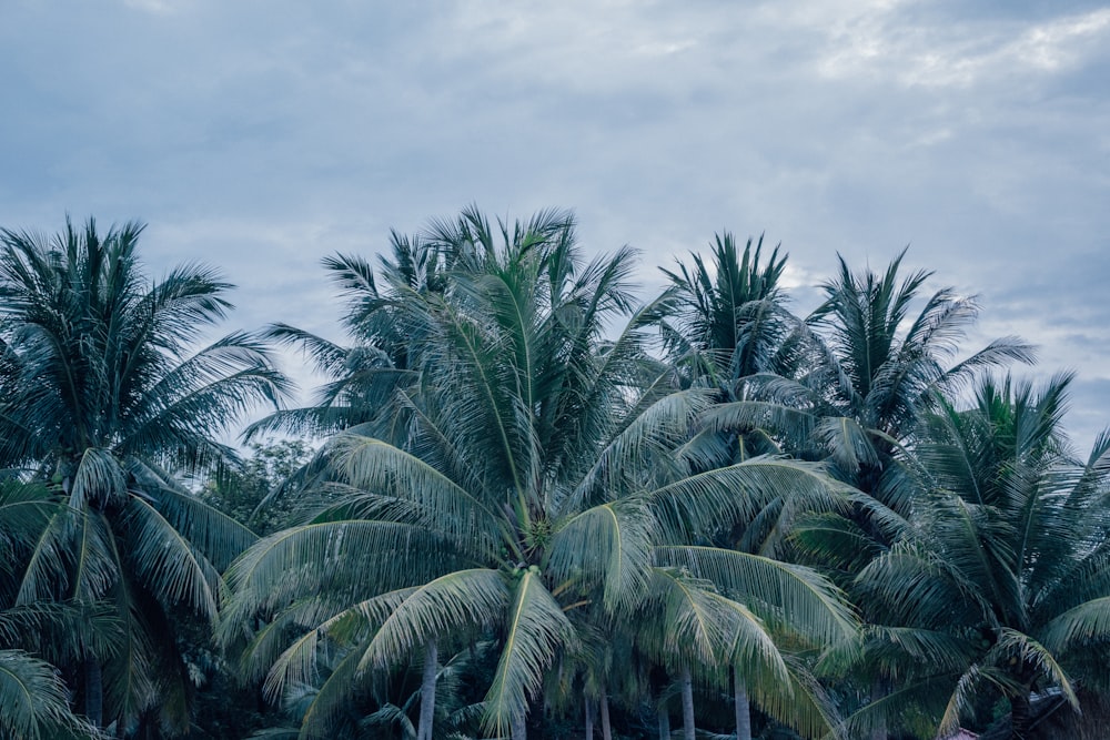 green coconut palm trees