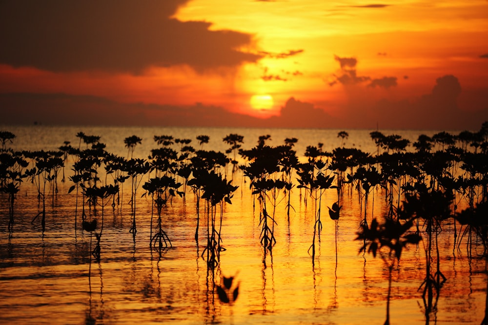 field of plants on body of water