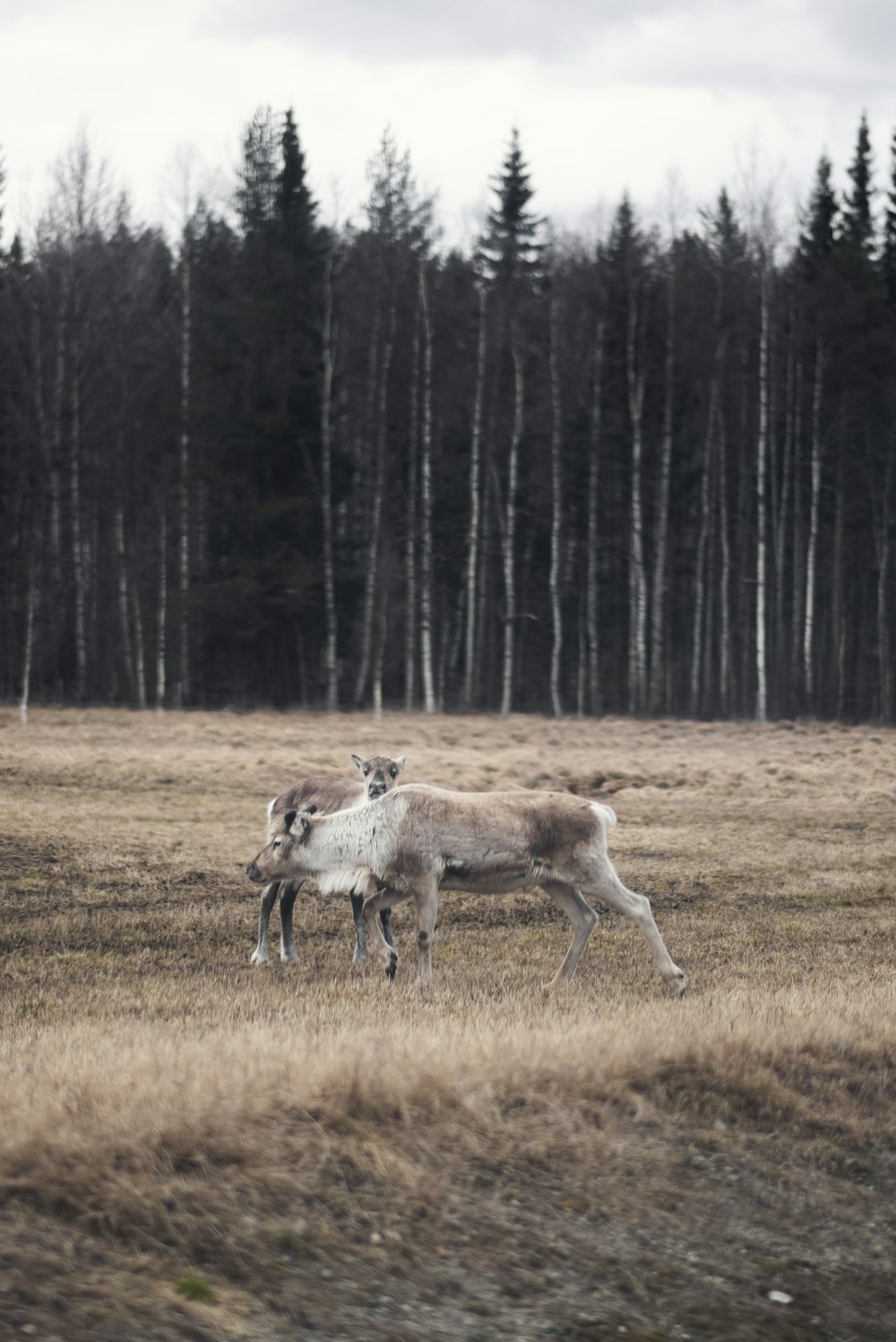 white deer on grass field