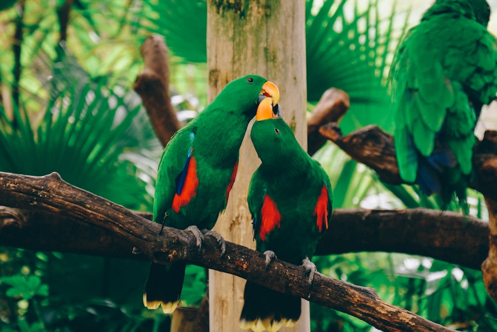 two green-and-red parrots on tree brench