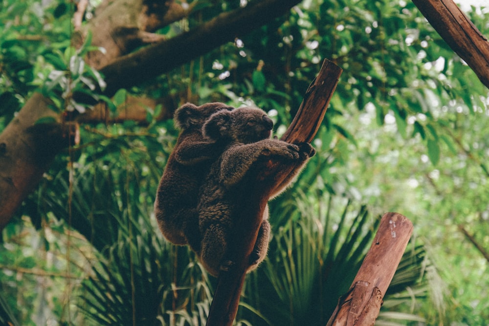 two brown koalas on tree trunk