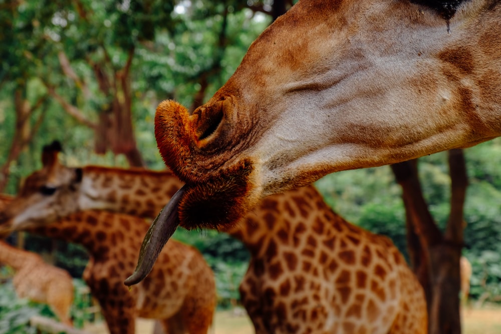 view of three giraffes