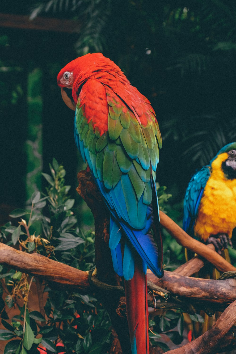 scarlet macaw on branch