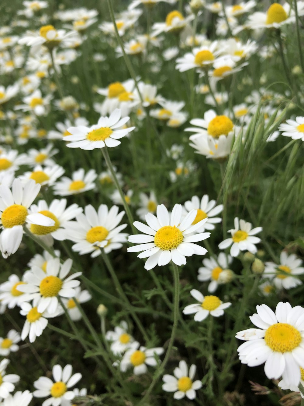 Campo de flores de margarida branca