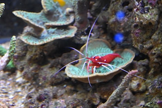 A vibrant red shrimp with long white antennae is situated on a textured, greenish, leafy coral amidst a rocky underwater environment. The background displays other marine life and coral structures, adding depth to the aquatic scene.