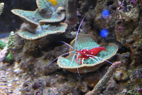 A vibrant red shrimp with long white antennae is situated on a textured, greenish, leafy coral amidst a rocky underwater environment. The background displays other marine life and coral structures, adding depth to the aquatic scene.