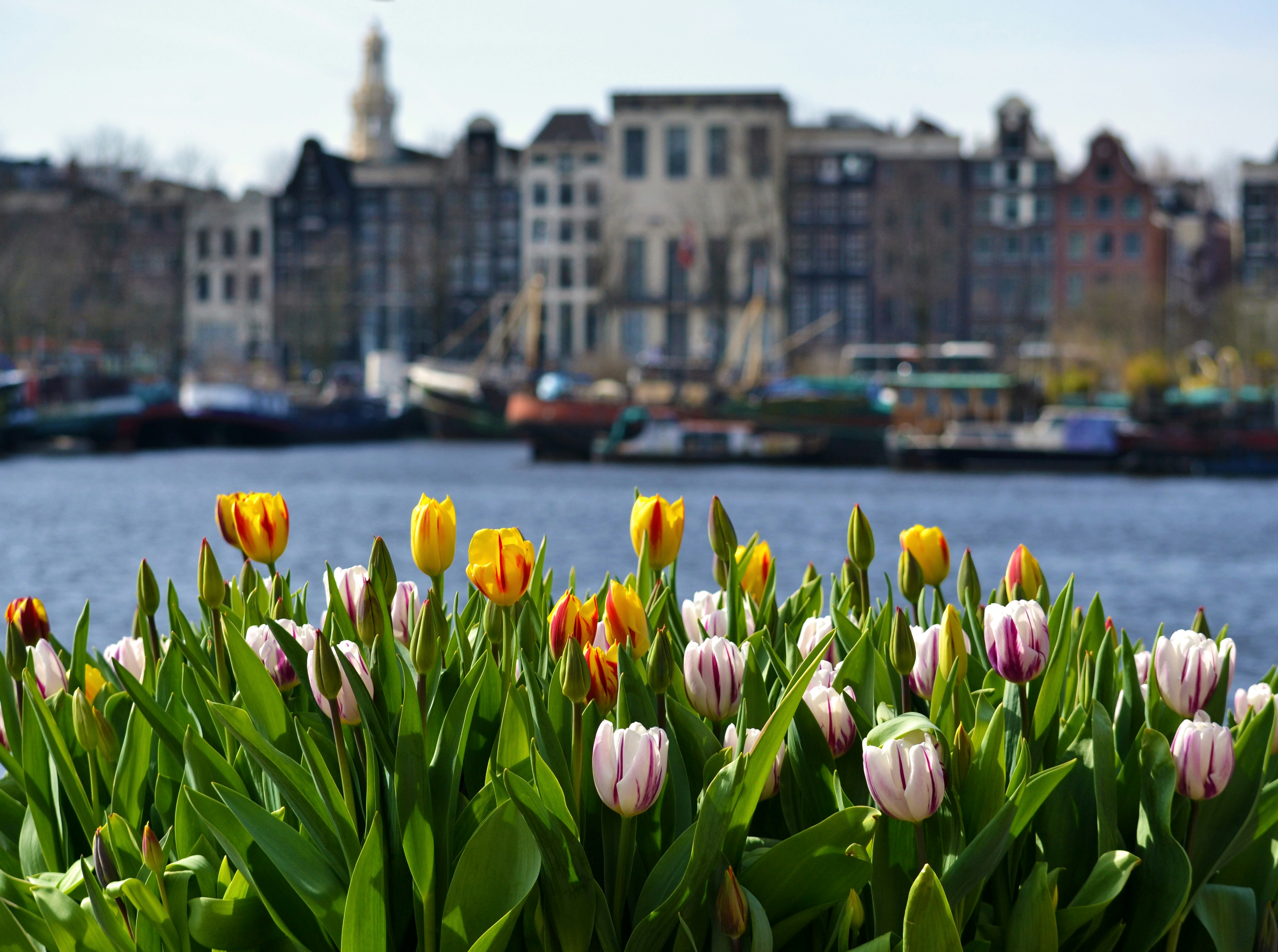 Amsterdam Tulip Museum photo 3