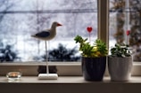 Bright window sill adorned with small cardinal statues and blooming flowers.