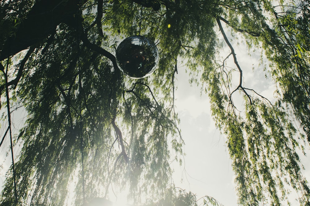round grey ball hanging on weeping willow tree