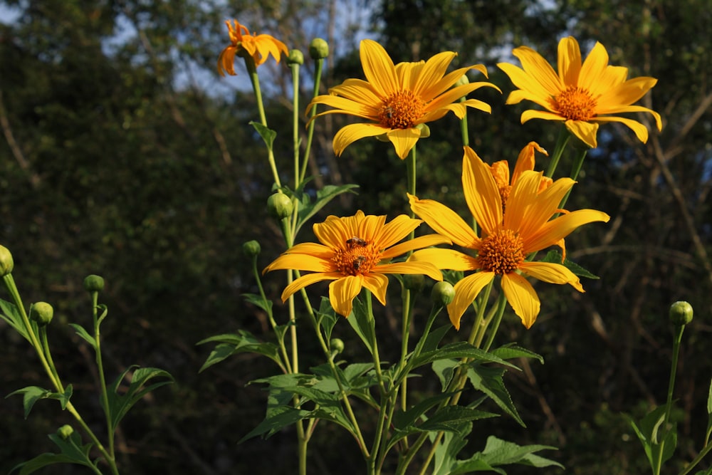 yellow cluster flowers