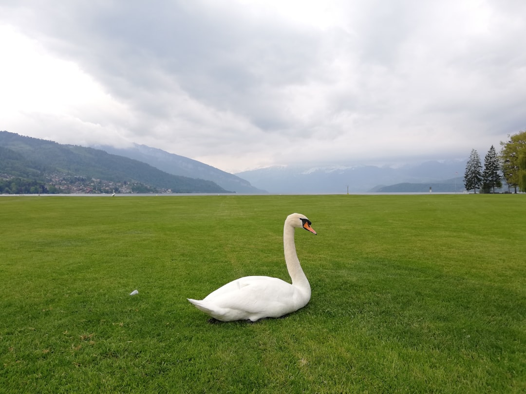 Lake photo spot Strandweg 5 Längenbühl