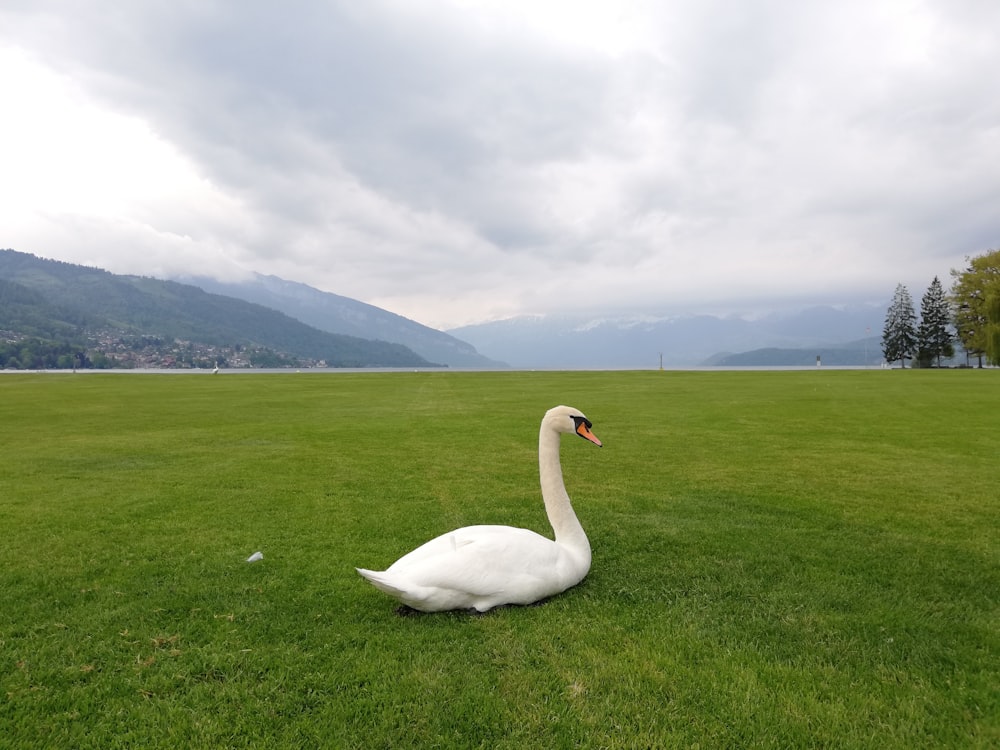 bianco nuotato sull'erba