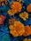 blooming orange Marigold flowers