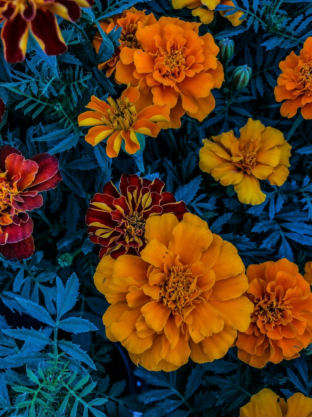 blooming orange Marigold flowers