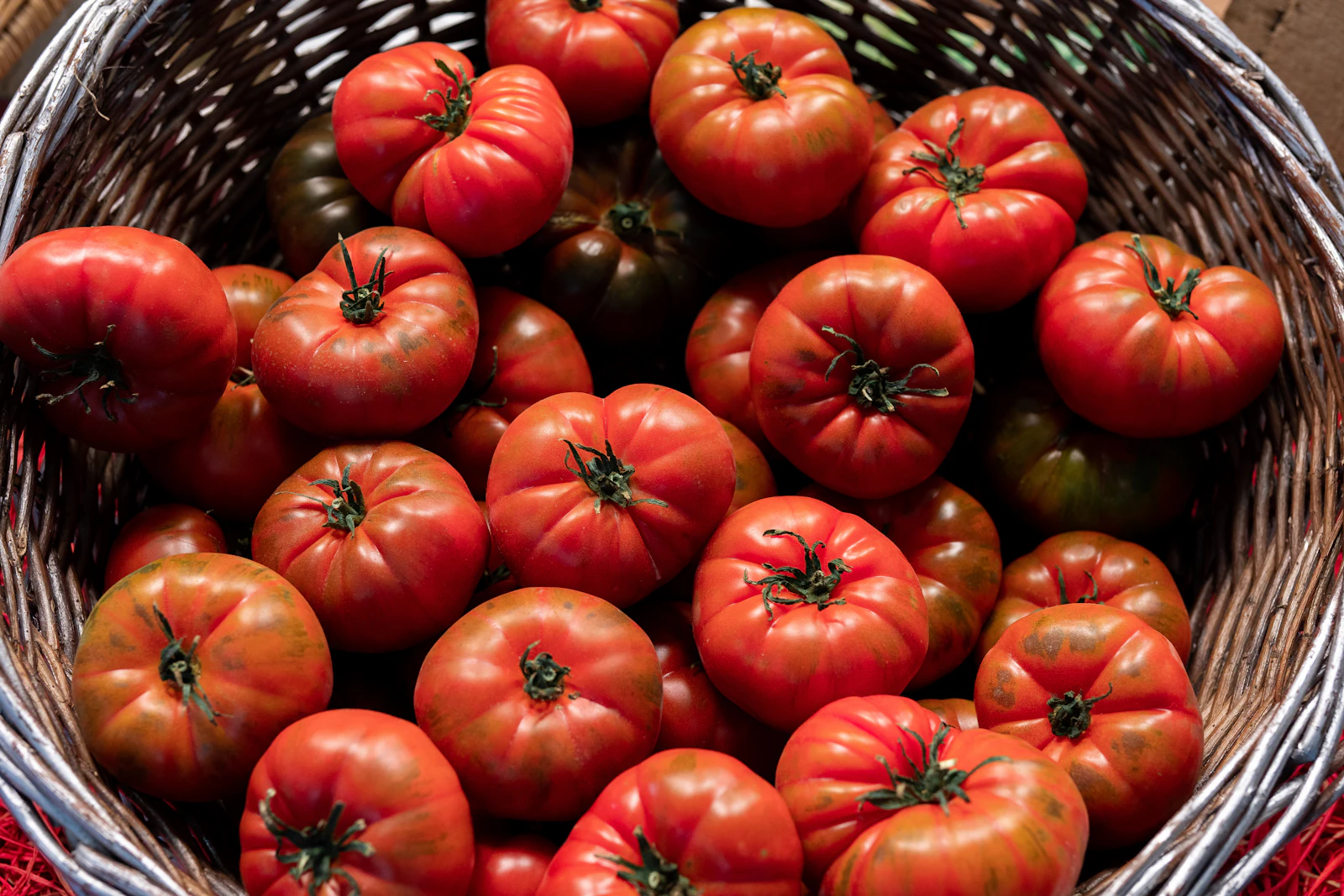 A wicker basket of freshly harvested red tomatoes