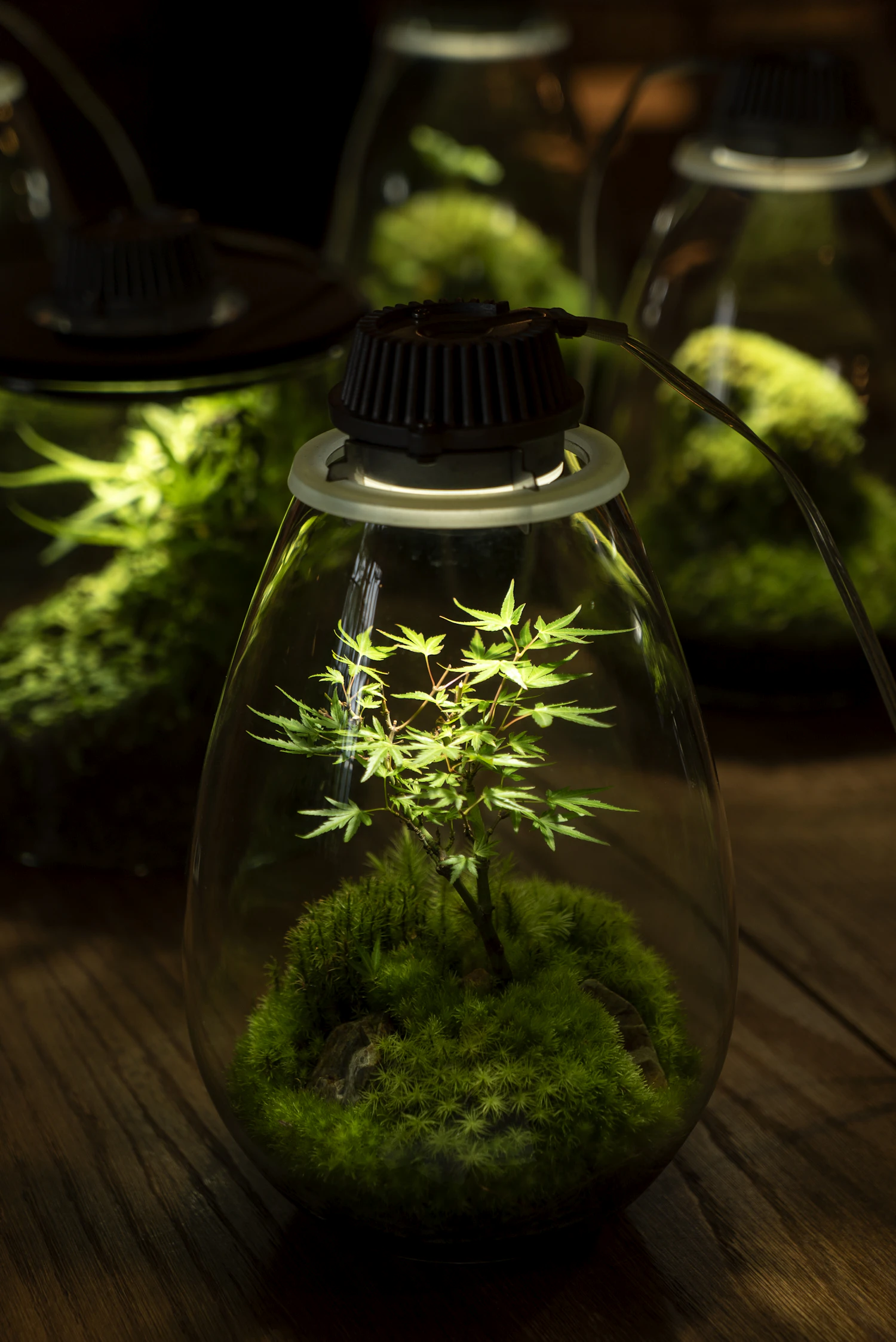Glass dome garden with a black LED cap glowing over moss and a small plant