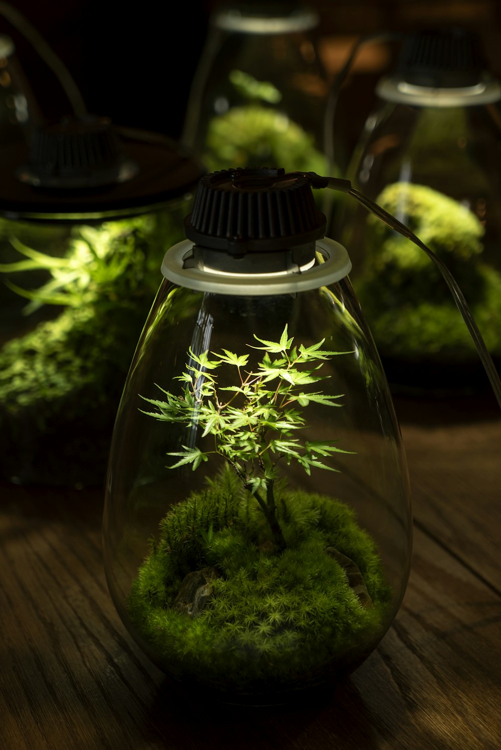 green plant in clear glass terrarium with lights