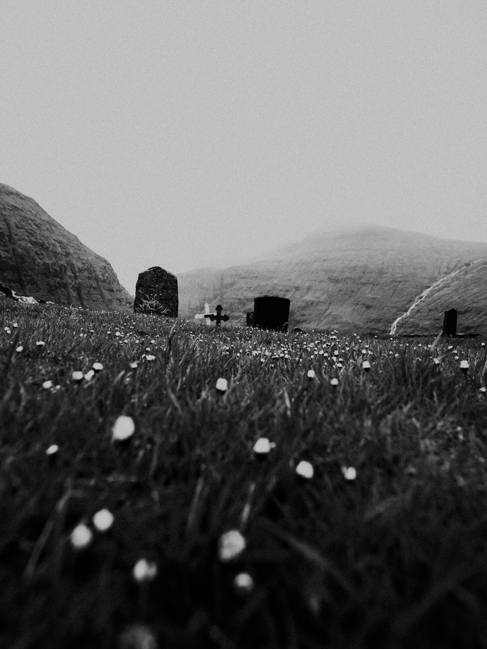 grayscale photography of plants and mountain