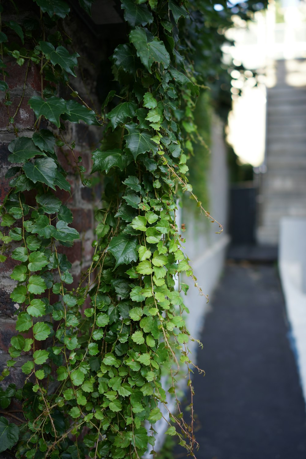 a vine is growing on the side of a building