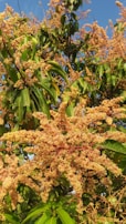 A lush mango tree filled with dense clusters of flowering buds. The foliage consists of vibrant green leaves intertwined with golden-yellow blossoms, suggesting the early stages of fruit development. The sky is clear and blue, providing a vivid backdrop to the tree.