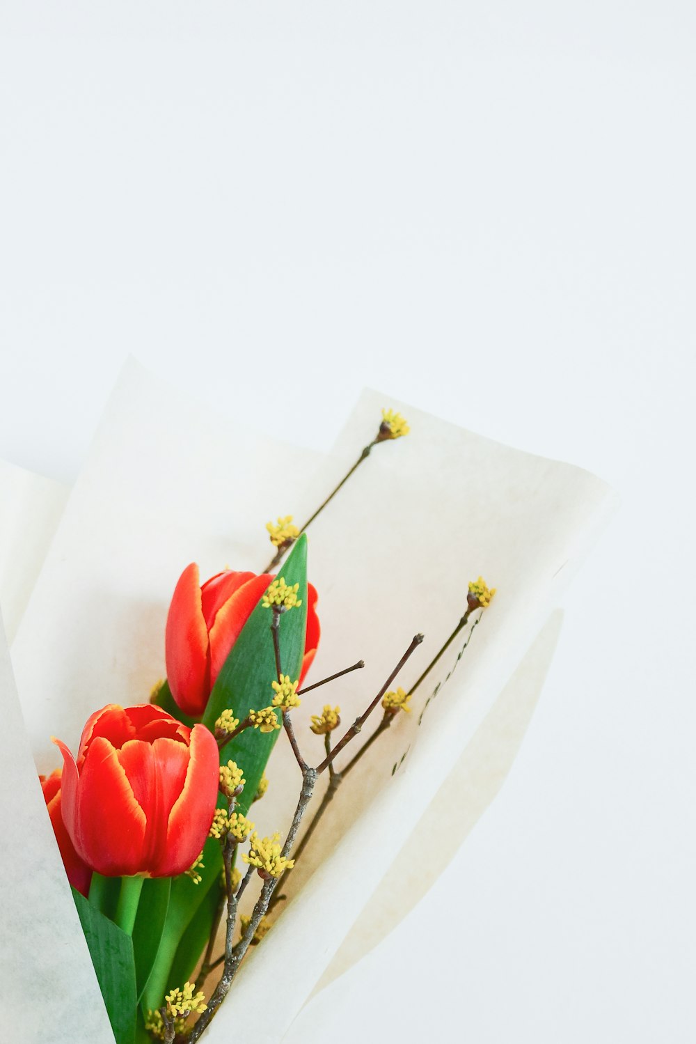 green-leafed plant with red flowers